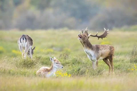 Fallow deer stag, Dama Dama, with big antlers during rutting in Autumn season Stock Photos