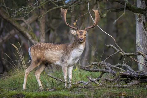 Fallow deer stag Dama Dama in a forest Stock Photos