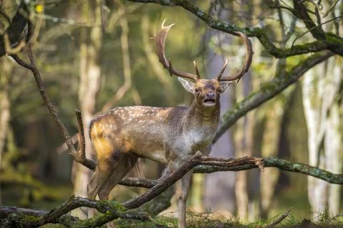 Fallow deer stag, Dama Dama, with big antlers during rutting in Autumn season Stock Photos
