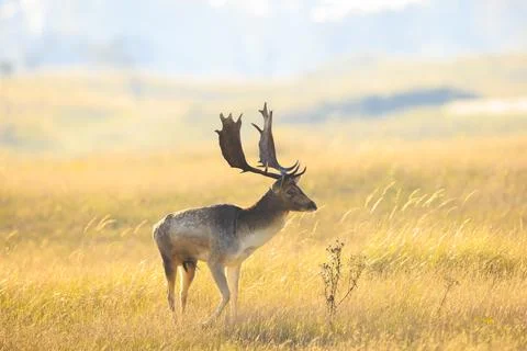 Fallow deer stag Dama Dama in a meadow Stock Photos
