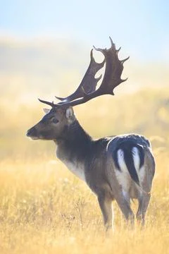 Fallow deer stag Dama Dama in a meadow Stock Photos