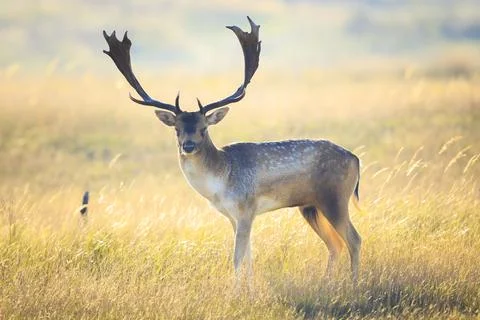 Fallow deer stag Dama Dama in a meadow Stock Photos