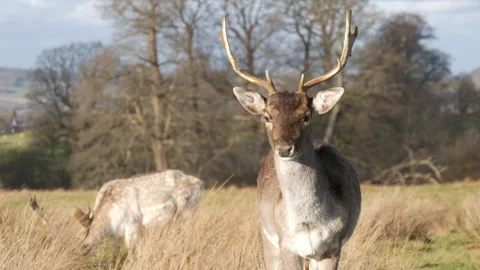 Fallow Deer Stag Stock Footage