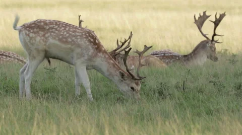 Fallow Deer stag grazing 库存影片 55295167