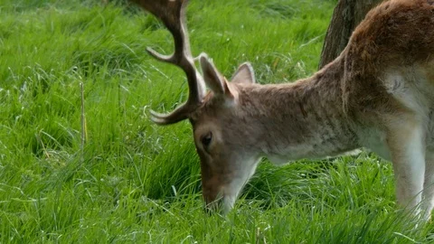 Fallow deer stag grazing on grass, close up Video stock 117135006