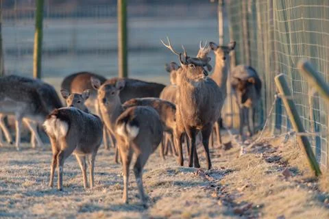 Fallow deer stag in herd standing in frosty meadow. Stock Photos