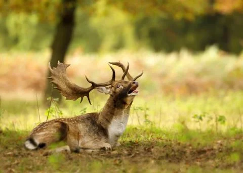 Fallow deer stag lying on the ground and bellowing during a rutting season Stock Photos