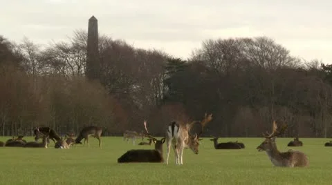 Fallow Deer Stag in Phoenix Park, Dublin Stockbeeldmateriaal 10903642