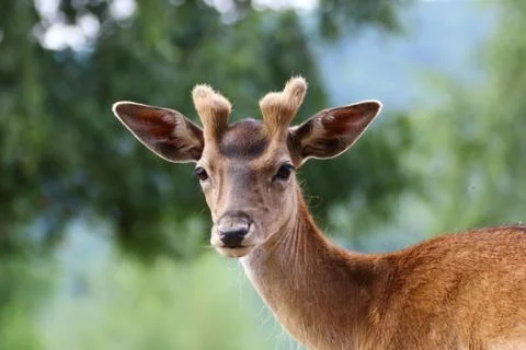 Fallow deer stag Stock Photos