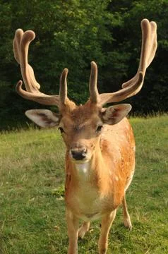Fallow deer stag Stock Photos