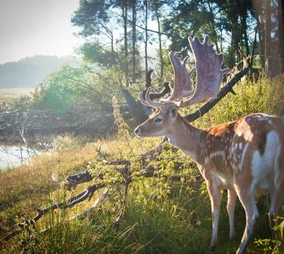 Fallow deer stag Stock Photos