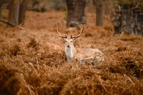Fallow Deer Stag Resting Among Woodland Bracken Stock Photos
