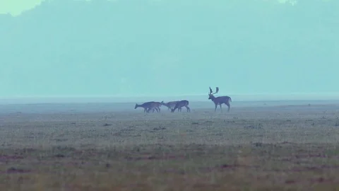 Fallow deer stag running the hinds Stock Footage 99585519
