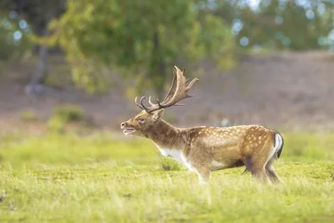 Fallow deer stag rut during Autumn season. Stock Photos