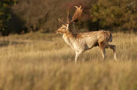 Fallow deer stag seen from the side running through a forest field during a.. Stock Photos