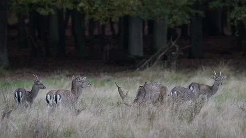 A fallow deer stag stands with a herd of fallow deer in a woodland meadow Vídeos de archivo 334132332
