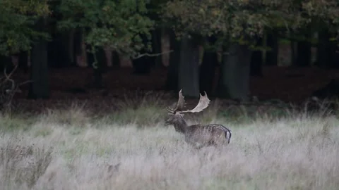 A fallow deer stag stands with a young fallow deer and a female in a meadow Stock Footage 334132373
