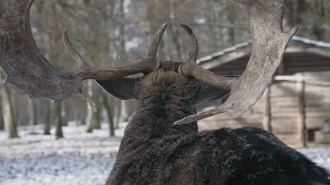 Fallow Deer Stag in Winter, Hirsch 01 3840x2160 Stock Footage 264296213