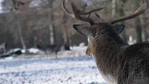 Fallow Deer Stag in Winter, Hirsch 02 3840x2160 Stock Footage 264298554