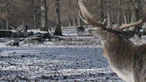 Fallow Deer Stag in Winter, Hirsch 04 3840x2160 Stock Footage 264298717