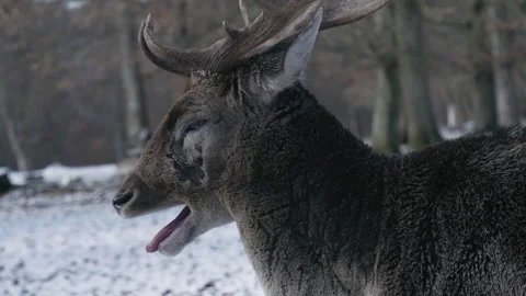 Fallow Deer Stag in Winter, Hirsch 03 3840x2160 Stock Footage 264298878