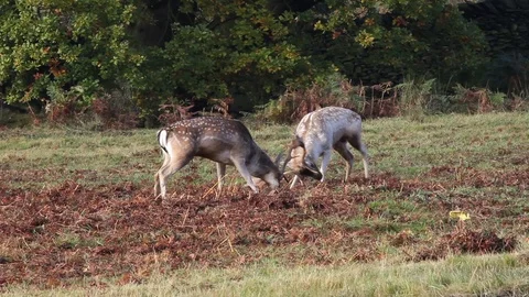 Fallow Deer Stags (Dama dama) during the autumn rut UK Stock Footage 114622181
