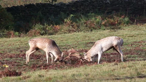 Fallow Deer Stags (Dama dama) fighting during the autumn rut UK Video stock 132425875