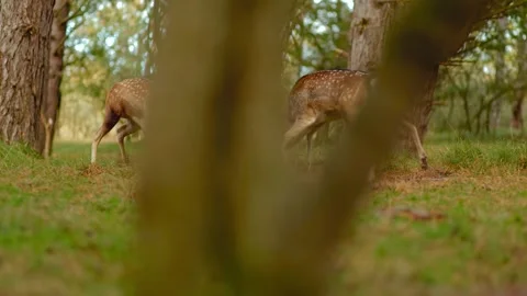 Fallow Deer Stags Locking Antlers During Autumn Rut Stock-Footage 341645856