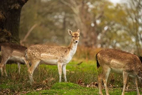 Fallow Deer Standing Among Herd in Richmond Park London Stock Photos