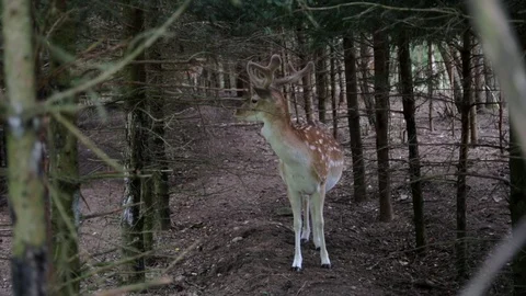 Fallow deer standing between the trees. Video stock 116889453