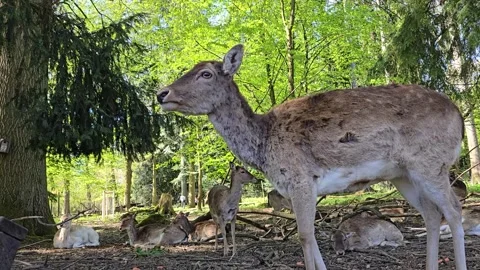 Fallow deer standing in a bright sunny forest with other deer resting in th.. Stock Footage 342026781