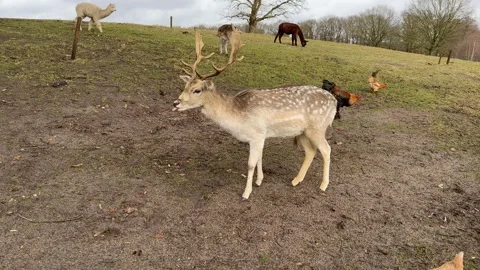 Fallow deer standing in the field with other animals around him Stock Footage 259337801