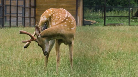 Fallow deer standing on the grass and itching. 스톡 동영상 137033338