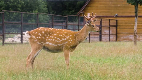 Fallow deer standing on the grass and peeing 스톡 동영상 137034175