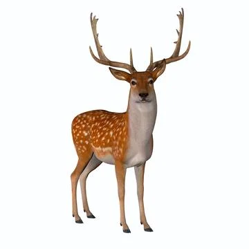 Fallow Deer Standing Stock Illustration