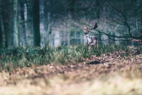 Fallow deer standing in meadow of forest. Stock Photos