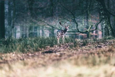 Fallow deer standing in meadow of forest. Stock Photos
