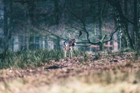 Fallow deer standing in meadow of forest licking shoulder. Stock Photos