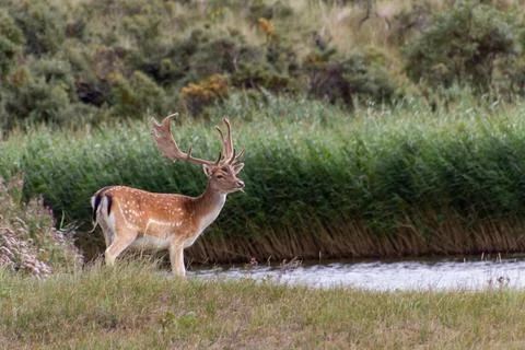A fallow deer standing at the waterside Stock Photos