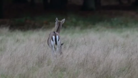 A fallow deer stands in a forest meadow, another lies in the grass Stock Footage 334132279