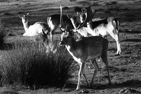 Fallow deer in the sun Stock Photos