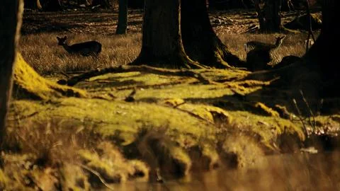 Fallow Deer In Sunlit Forest Clearing With Mossy Ground Stock Photos