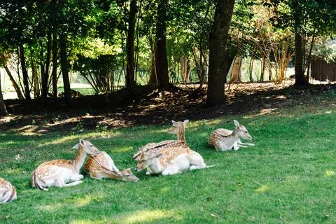 Fallow deer take a nap lying on the grass in the shade Stock Photos