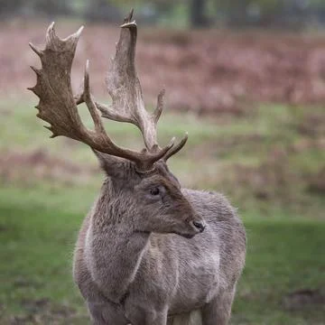 Fallow deer thinking what a good set of antlers I have Fotos Stock