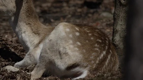 Fallow deer tilt up chewing cud Stock Footage 106583308