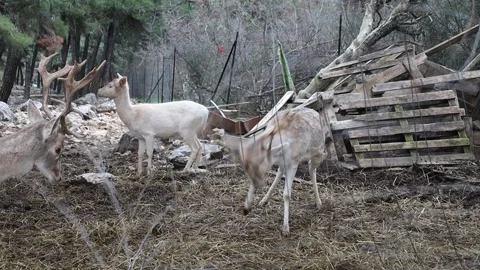 Fallow deer trapped in wire fence at animal enclosure in Kastoria, Greece 스톡 동영상 327971498