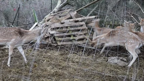 Fallow deer trapped in wire fence at animal enclosure 스톡 동영상 327971507