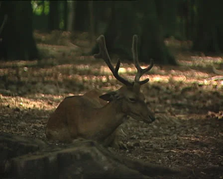 FALLOW DEER in the Umbrian Forest Video stock 24086878