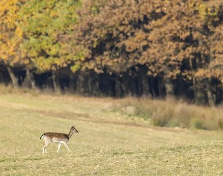 Fallow deer walking in a field during autumn Foto stock