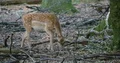 Fallow deer walking in oak-forest between tree trunks 4k or 4k+ Resolution
